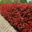 PHOTINIA 'RED ROBIN' Carousel 1