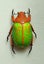 Real Neon Jewel Beetle: Chrysina victorina!! Beautiful!! Mexico!! Carousel 4
