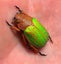 Real Neon Jewel Beetle: Chrysina victorina!! Beautiful!! Mexico!! Carousel 1