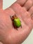 Real Neon Jewel Beetle: Chrysina victorina!! Beautiful!! Mexico!! Carousel 5
