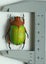 Real Neon Jewel Beetle: Chrysina victorina!! Beautiful!! Mexico!! Carousel 6