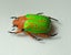 Real Neon Jewel Beetle: Chrysina victorina!! Beautiful!! Mexico!! Carousel 3