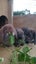 Minilop bunnies Carousel 7