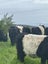 Belted Galloway Cows Carousel 4