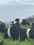 Belted Galloway Cows Carousel 3
