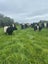 Belted Galloway Cows Carousel 8