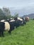 Belted Galloway Cows Carousel 9