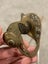 Japanese WWI-WWII, Kyu-gunto (old military sword) excellent condition Carousel 16