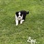 Border Collie puppies Carousel 9