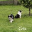 Border Collie puppies Carousel 10