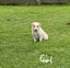 Border Collie puppies Carousel 11