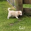 Border Collie puppies Carousel 12