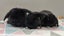 Purebred Mini Lop Rabbits Carousel 2