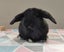 Purebred Mini Lop Rabbits Carousel 3
