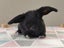 Purebred Mini Lop Rabbits Carousel 4