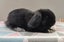Purebred Mini Lop Rabbits Carousel 6