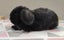 Purebred Mini Lop Rabbits Carousel 7