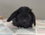 Purebred Mini Lop Rabbits Carousel 8