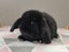 Purebred Mini Lop Rabbits Carousel 9