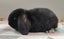 Purebred Mini Lop Rabbits Carousel 11