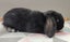 Purebred Mini Lop Rabbits Carousel 12