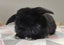 Purebred Mini Lop Rabbits Carousel 14