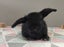 Purebred Mini Lop Rabbits Carousel 13