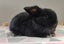 Purebred Mini Lop Rabbits Carousel 15