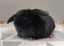 Purebred Mini Lop Rabbits Carousel 16