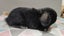 Purebred Mini Lop Rabbits Carousel 17