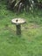 Bird bath Carousel 1