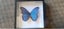 Butterflies and Moths Carousel 2