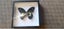 Butterflies and Moths Carousel 3
