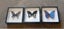 Butterflies and Moths Carousel 1