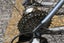 Giant large / XL 29in mountainbike GLENFIELD Carousel 13