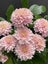 Chrysanthemum Pink Champagne Spray Carousel 1