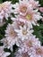 Chrysanthemum Pink Champagne Spray Carousel 3