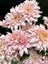 Chrysanthemum Pink Champagne Spray Carousel 5