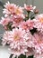 Chrysanthemum Pink Champagne Spray Carousel 6