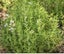 Winter/English thyme [120 seeds] Carousel 1