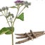 Burdock Takinogawa [35 seeds] Carousel 1