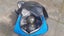 Fantastic set of four Henselite lawn bowls in styly padded carry bag. Cheap. Carousel 7