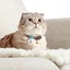 Max & Molly Smart ID Collar - Adjustable Dog Collar with QR ID Tag Carousel 3