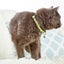 Max & Molly Smart ID Collar - Adjustable Dog Collar with QR ID Tag Carousel 4