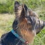 Max & Molly Smart ID Collar - Adjustable Dog Collar with QR ID Tag Carousel 5
