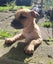 Auckland Puppy Rescue - ZAZA Carousel 4