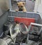 Auckland Puppy Rescue - ZAZA Carousel 2