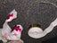 Acrylic nail bundle Carousel 4