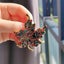 Colorful Rhinestone Leaf Brooch – Sparkling Multicolor Maple Leaf Carousel 12