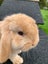 Adorable baby mini lop bunnies Carousel 2
